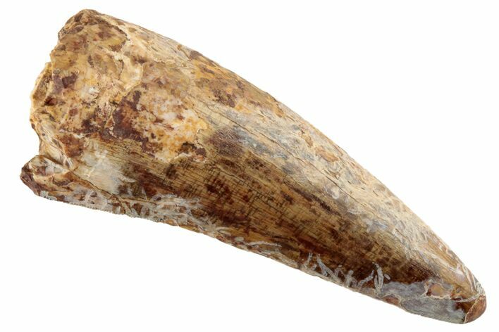 Fossil Triassic Reptile (Phytosaur) Tooth - New Mexico #192550